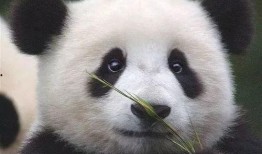 双儿熊猫爆料视频,揭秘幕后故事与趣味瞬间