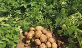 时来运转土豆在线观看,笑料横生的奇幻冒险之旅