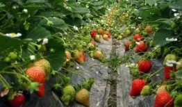 爆料种植草莓视频,从播种到收获的视觉盛宴