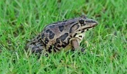 爆料田鸡饲养视频教程全集,从入门到精通