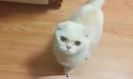 喵星人在线观看,萌宠奇遇记，在线观看带你领略萌宠魅力