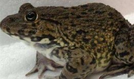 爆料田鸡饲养视频教程全集,从入门到精通