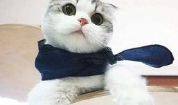 河南都市爆料猫咪新闻,萌宠奇遇记，温馨瞬间引网友热议