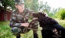 电视剧神犬奇兵在线观看,忠诚守护，战火中的生死兄弟