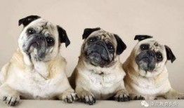 内蒙巴哥爆料最新消息