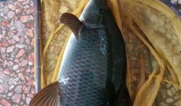 重庆爆料大鲤鱼视频最新,视频曝光引发社会关注