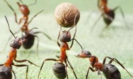 蚁群在线观看,探索智慧生物的在线奥秘之旅