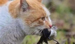河南都市爆料猫咪新闻,萌宠奇遇记，温馨瞬间引网友热议