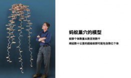 蚁群在线观看,探索智慧生物的在线奥秘之旅