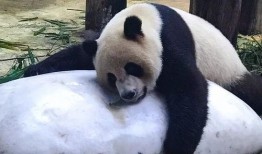 双儿熊猫爆料视频,揭秘幕后故事与趣味瞬间