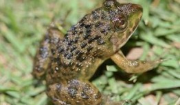 爆料田鸡饲养视频教程全集,从入门到精通