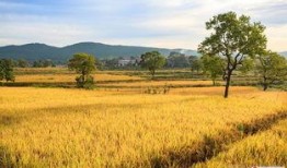 收获的季节在线观看,跟随季节的脚步，在线欣赏农耕之美