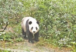 双儿熊猫爆料视频,揭秘幕后故事与趣味瞬间