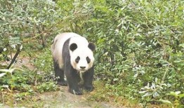 双儿熊猫爆料视频,揭秘幕后故事与趣味瞬间