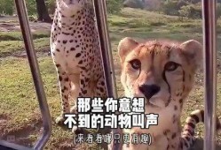 动物叫声视频在线观看,揭秘自然界的声声呼唤