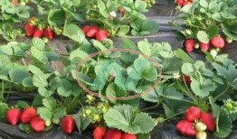 爆料种植草莓视频,从播种到收获的视觉盛宴