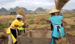 收获的季节在线观看,跟随季节的脚步，在线欣赏农耕之美