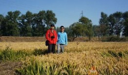 收获的季节在线观看,跟随季节的脚步，在线欣赏农耕之美