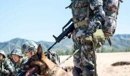 电视剧神犬奇兵在线观看,忠诚守护，战火中的生死兄弟