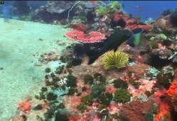 海洋鱼类视频爆料