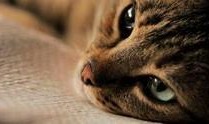 猫之城最新爆料视频,最新爆料视频带你探秘神秘猫界