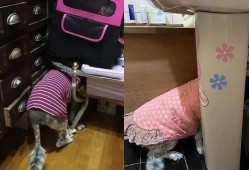 大狗最新爆料视频,揭秘视频背后的惊人真相