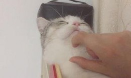 喵星人在线观看,萌宠奇遇记，在线观看带你领略萌宠魅力