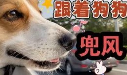 娱乐吃瓜酱狗吃鸡,狗吃鸡背后的娱乐风云