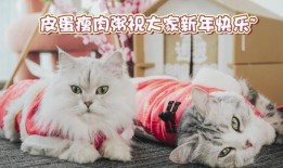 河南都市爆料猫咪新闻,萌宠奇遇记，温馨瞬间引网友热议