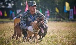 电视剧神犬奇兵在线观看,忠诚守护，战火中的生死兄弟